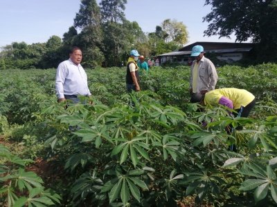 การทำลายมันสำปะหลังใบด่าง        วันที่ 10 กรกฎาคม 2563 นายกเข้าร่วมงาน Kick off ทำลายแปลงมันสำปะหลังเป็นโรคใบด่าง