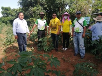 การทำลายมันสำปะหลังใบด่าง        วันที่ 10 กรกฎาคม 2563 นายกเข้าร่วมงาน Kick off ทำลายแปลงมันสำปะหลังเป็นโรคใบด่าง