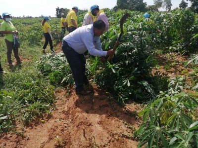 การทำลายมันสำปะหลังใบด่าง        วันที่ 10 กรกฎาคม 2563 นายกเข้าร่วมงาน Kick off ทำลายแปลงมันสำปะหลังเป็นโรคใบด่าง